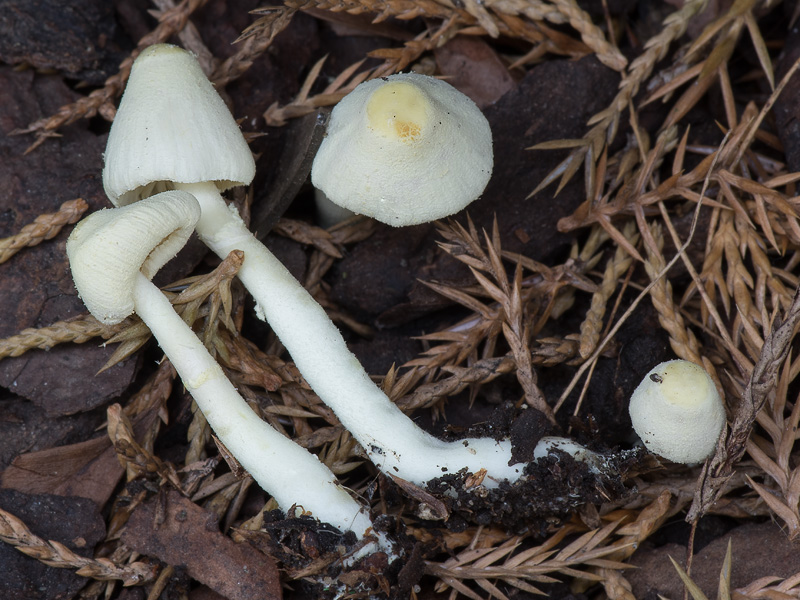 Leucocoprinus straminellus